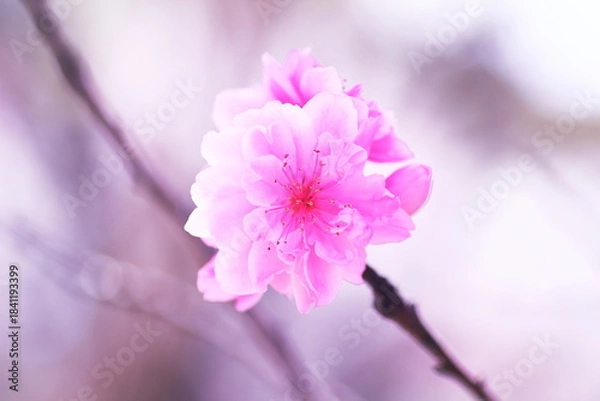 Obraz 春の訪れを告げる桃の花