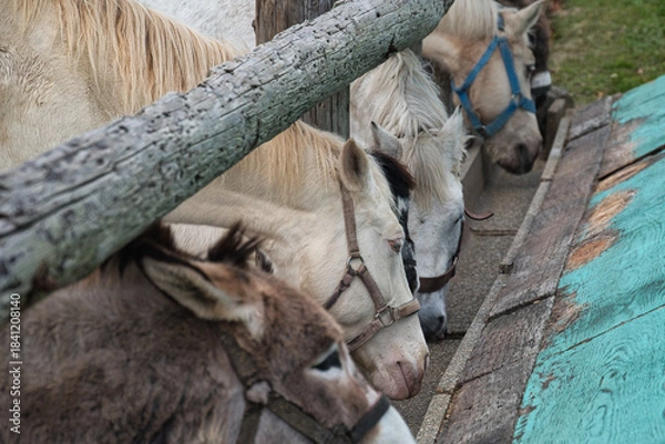 Obraz エサを食べる馬やロバ