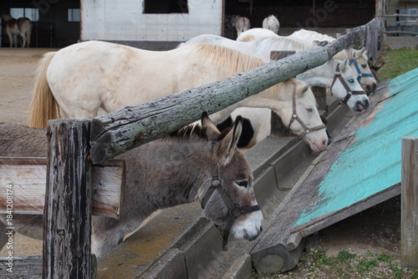 Obraz エサを食べる馬やロバ