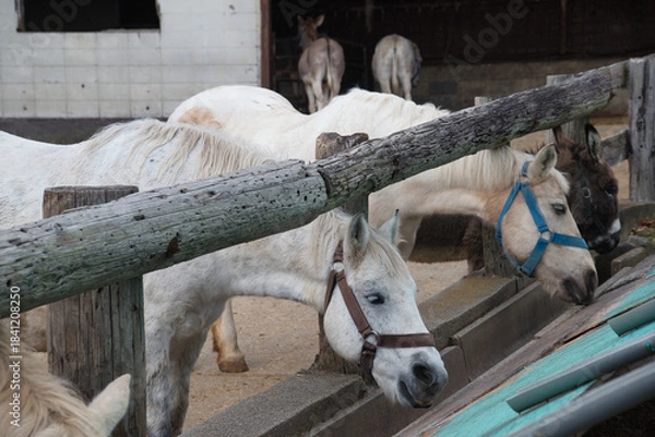 Obraz エサを食べる馬やロバ