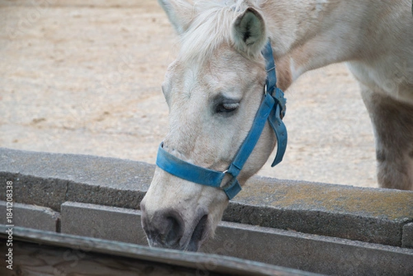 Obraz エサを食べる馬やロバ