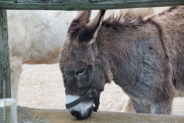 Obraz エサを食べる馬やロバ