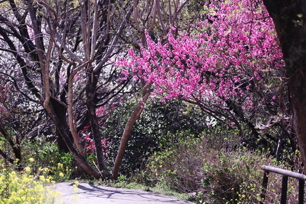 Obraz 春の美しい桃の花と菜の花の風景