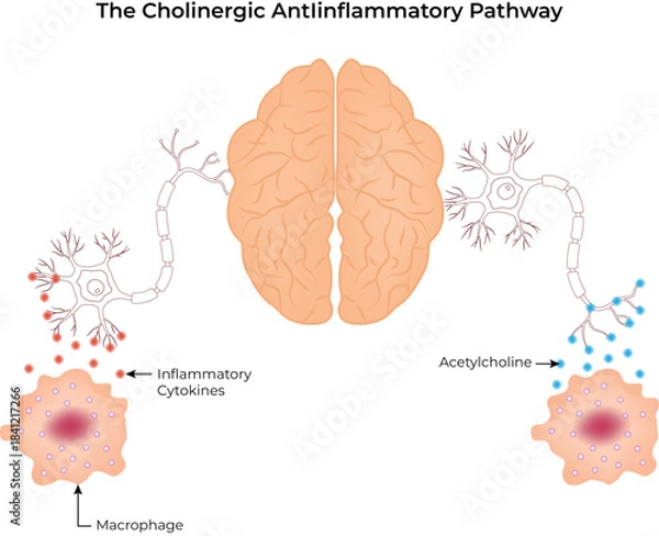 Obraz The Cholinergic Antiinflammatory Pathway Vector illustration