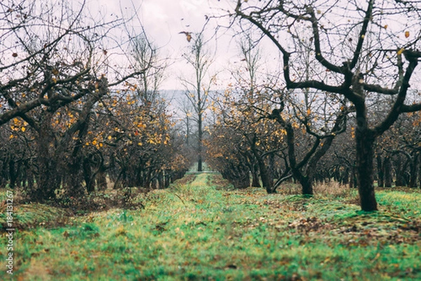 Obraz a large garden of apple trees without leaves and people in the fall. fallen apples on the ground.