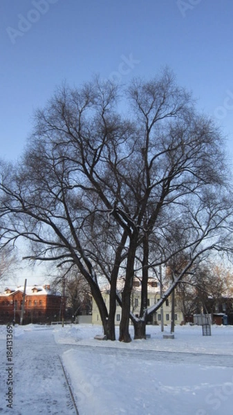 Fototapeta PERM WINTER IN RAZGULYAI