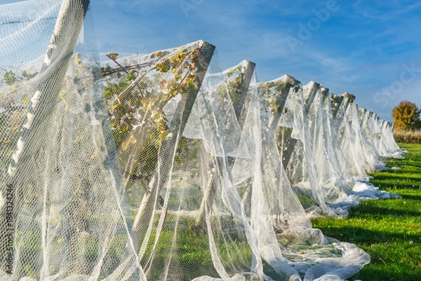 Obraz Grape vines in a Nova Scotia orchard covered with a gouze fabric to protect them from cold nights and frost.