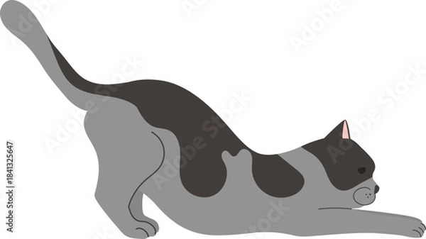 Obraz Stretching grey cat