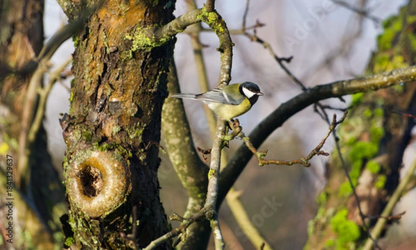 Obraz great tit  on a branch