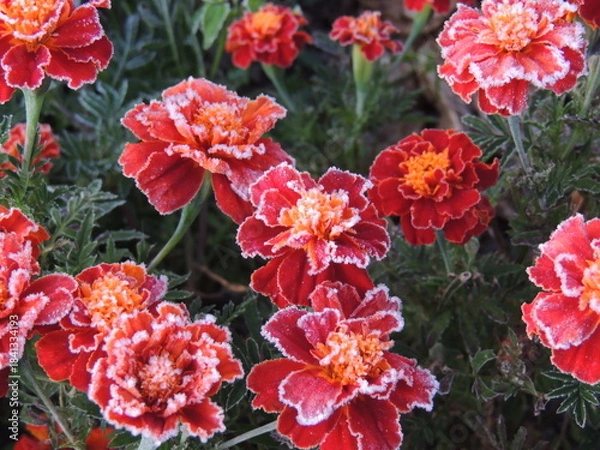 Obraz red and yellow flowers