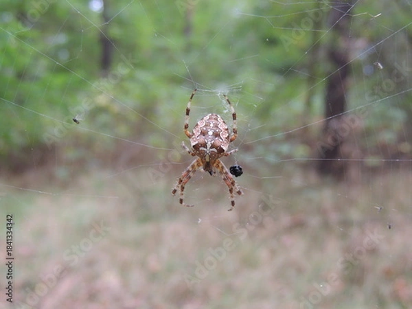 Obraz spider on the web