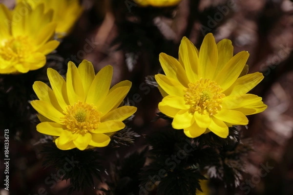 Obraz 早春の陽を浴びて咲き誇るフクジュソウの花のアップ2