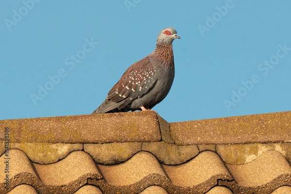 Obraz Pigeon roussard