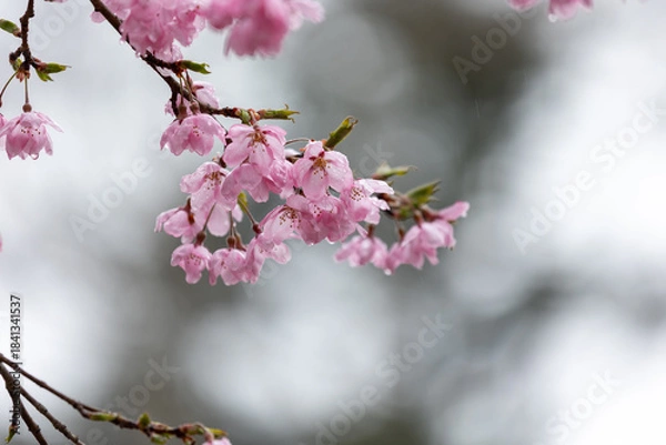 Obraz 春雨に濡れて美しい桜の花のクローズアップ2