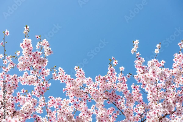 Obraz 素晴らしい青空に広がる満開の桜の花のアップ3