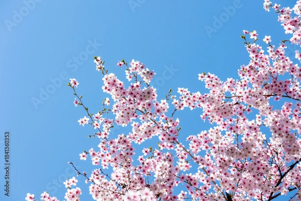 Obraz 素晴らしい青空に広がる満開の桜の花のアップ7