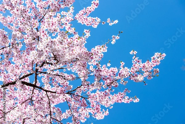 Obraz 素晴らしい青空に広がる満開の桜の花のアップ11