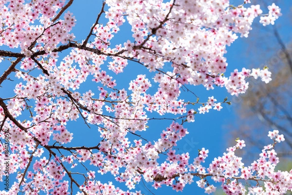Obraz 素晴らしい青空に広がる満開の桜の花のアップ12