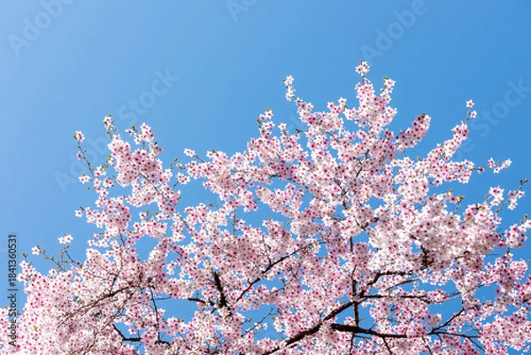 Obraz 素晴らしい青空に広がる満開の桜の花のアップ6