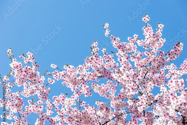 Obraz 素晴らしい青空に広がる満開の桜の花のアップ14