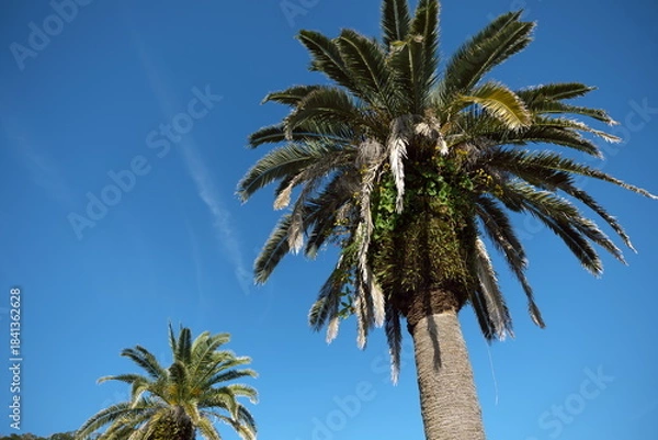 Obraz 宮崎県宮崎市の日南海岸のフェニックス