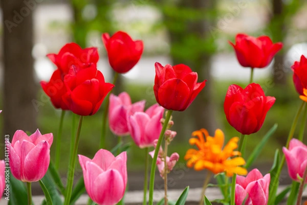 Fototapeta 春の花壇