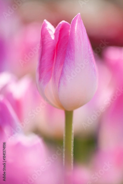 Fototapeta 春色チューリップ2