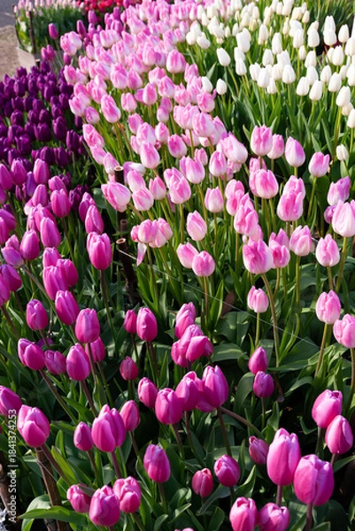 Fototapeta 並んだチューリップ
