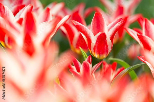 Fototapeta 鮮やかなチューリップ