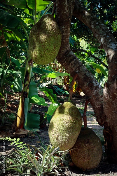 Obraz Fresh green jackfruit on tree