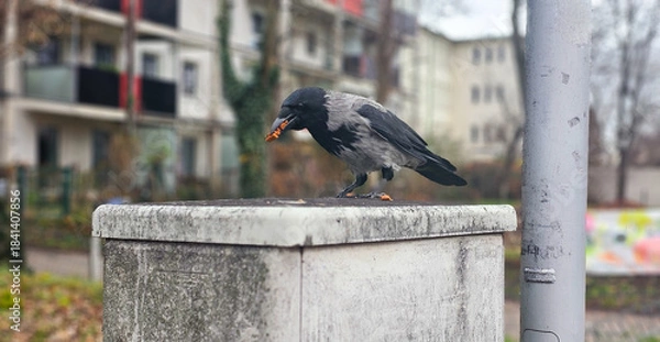Obraz Krähe mit Futter im Schnabel