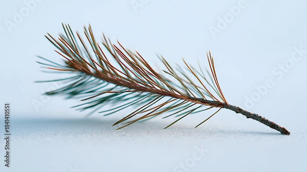 Fototapeta Close-up of a Pine Needle Branch with a Faint Shadow