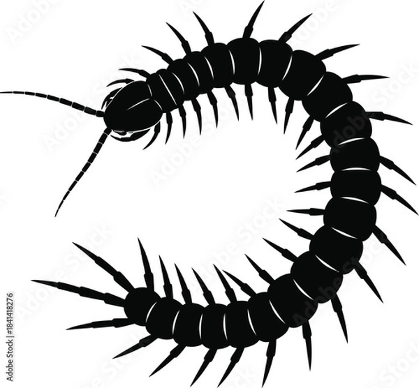 Fototapeta Centipede Silhouette Vector