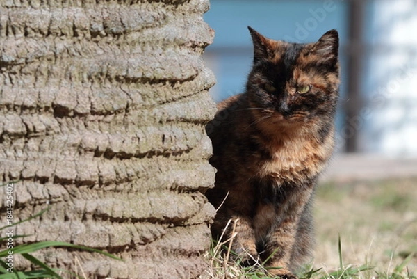 Obraz 見つめる猫