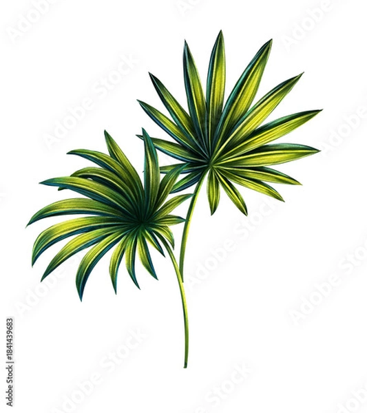 Obraz Illustration of tropical fan palm leaves. Print with exotic plant. Botanical art