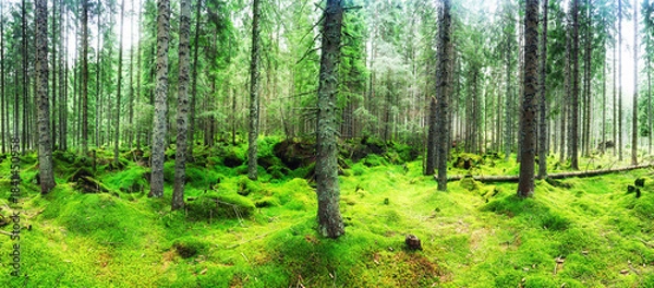 Obraz Beautiful aerial top view of green forest in rocky mountain