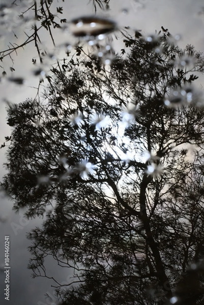 Obraz Reflet dans une flaque