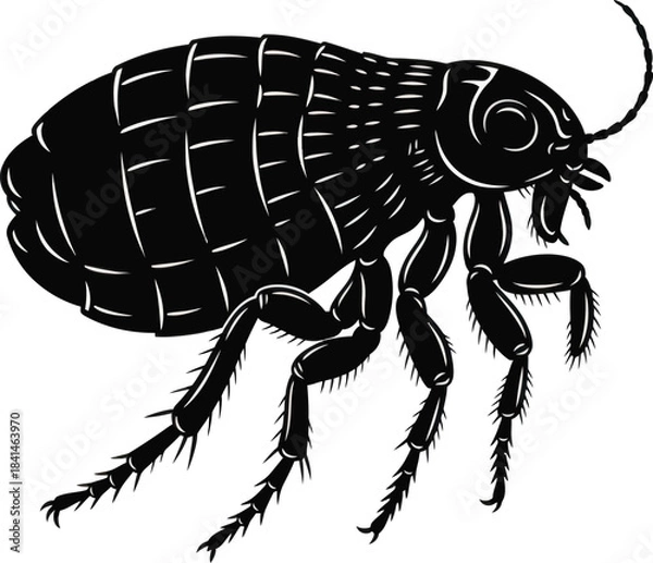 Fototapeta Flea Insect Illustration Vector