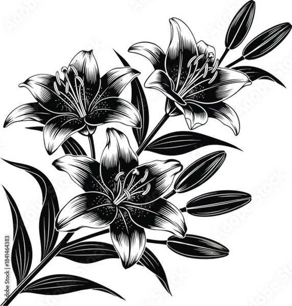 Fototapeta Lily Flower Botanical Vector Artwork