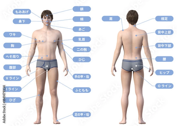Obraz 脱毛 メンズエステ 男性の脱毛施術部位の3Dイラスト 全身正面 後ろ姿