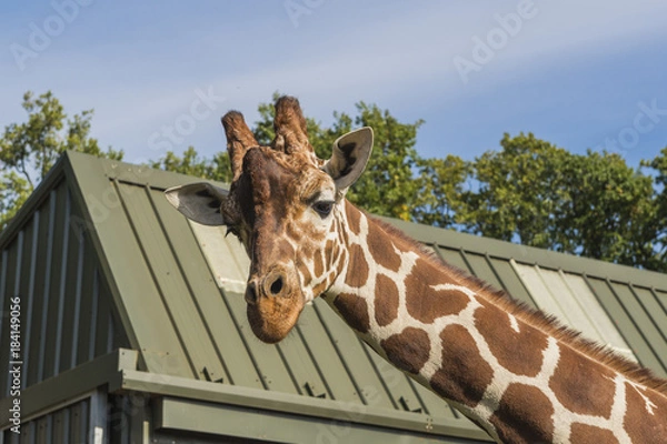 Obraz Amazing Giraffes