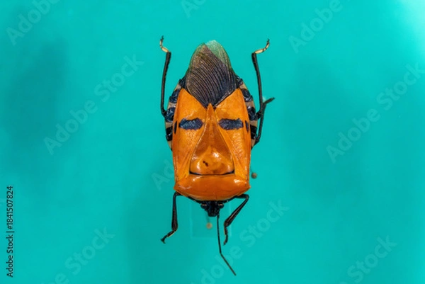 Obraz 珍しいジンメンカメムシ