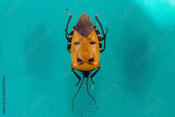 Obraz 珍しいジンメンカメムシ