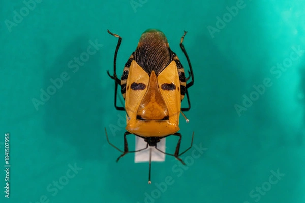 Obraz 珍しいジンメンカメムシ