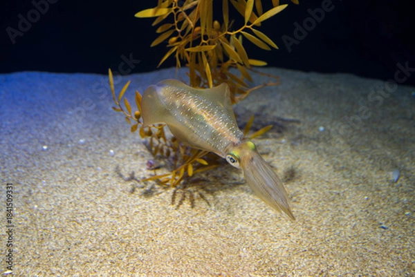 Obraz 釣りで人気のアオリイカ