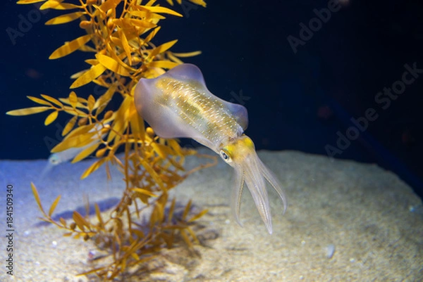 Obraz 釣りで人気のアオリイカ