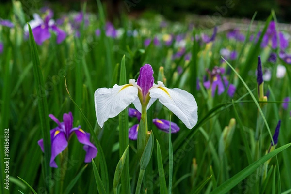 Obraz 花菖蒲（染谷花菖蒲園）