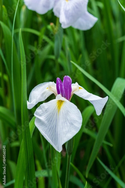 Obraz 花菖蒲（染谷花菖蒲園）