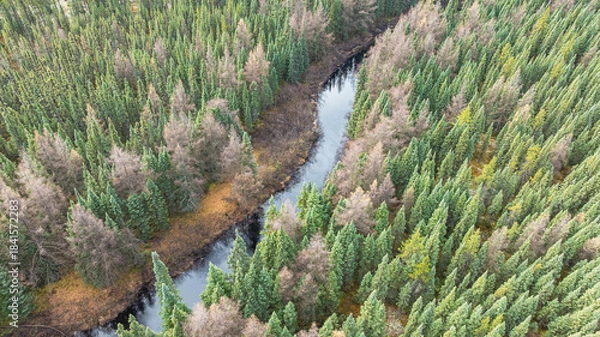 Fototapeta Drone view winding river in forest among coniferous trees. Landscape on cloudy day. Quebec, Canada.
