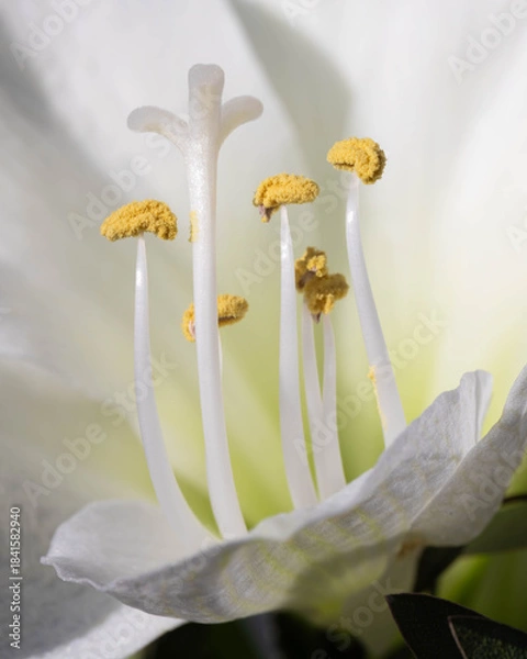 Fototapeta Macro - Fine art of a White Flower with many Details - Many Details. High quality photo